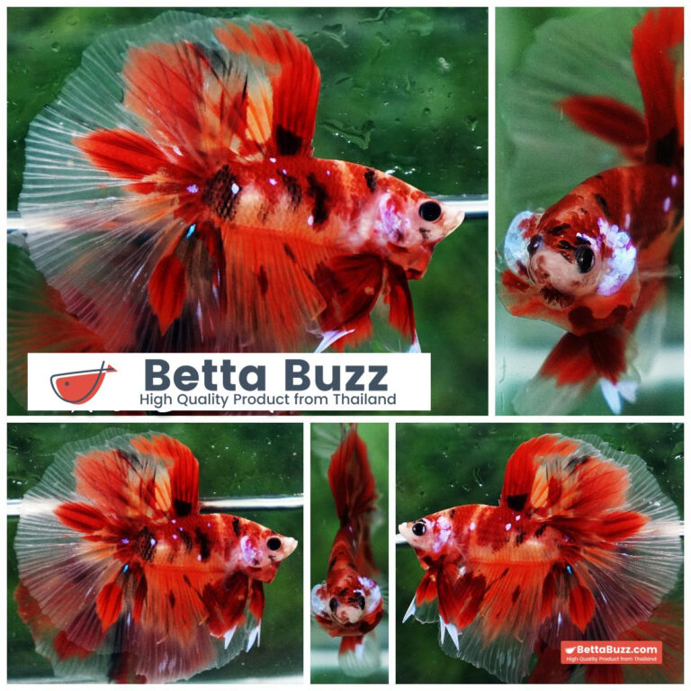 Betta fish Nemo Koi Classic HM