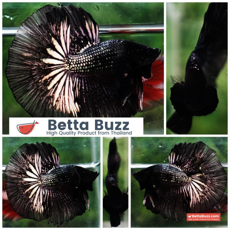 Betta fish Black Copper Dragon OHM