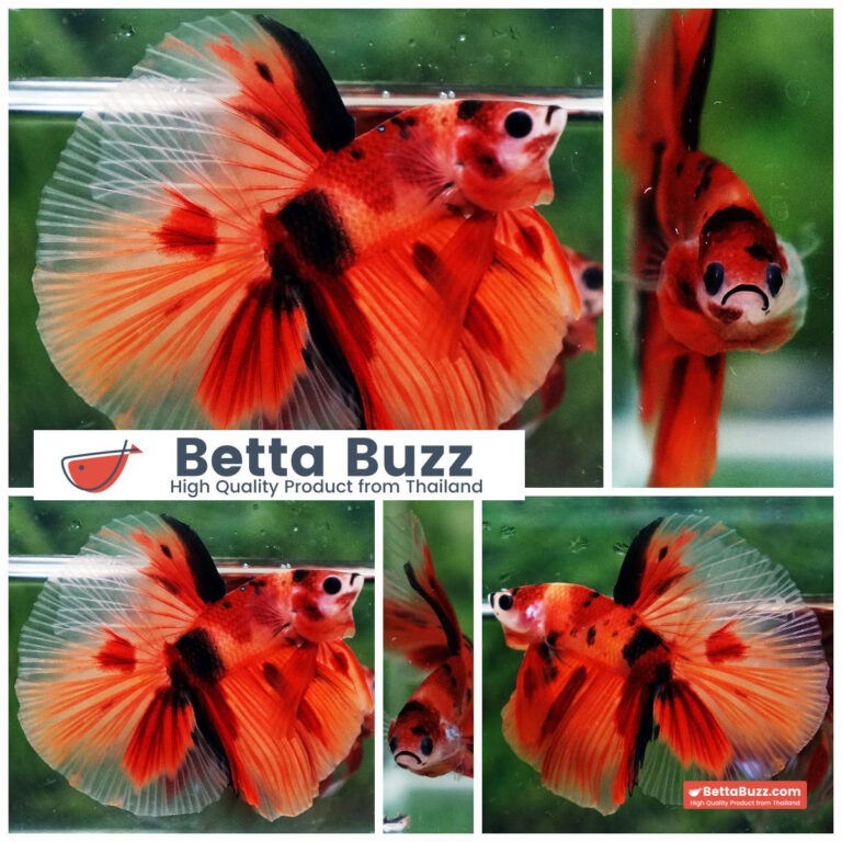 Betta fish Nemo Classic HM