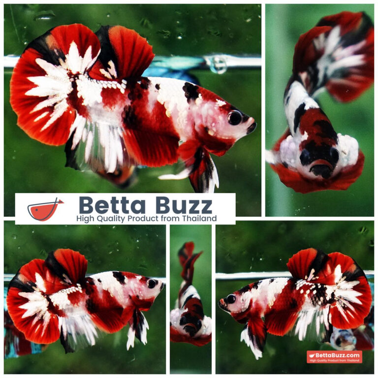 Betta fish Red Tuxedo Copper Koi OHMPK