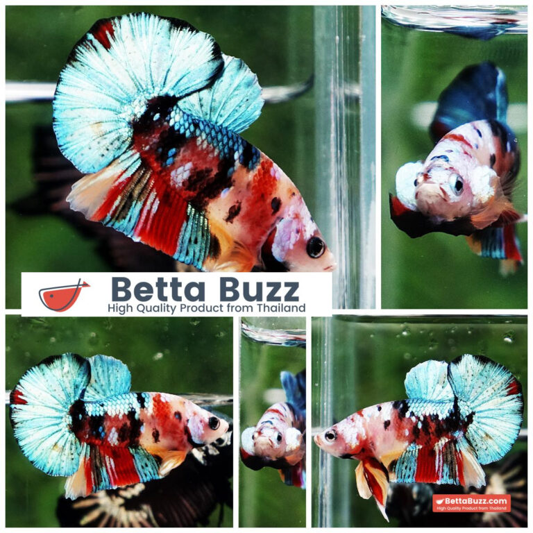 Betta fish Siam Candy Nemo OHMPK