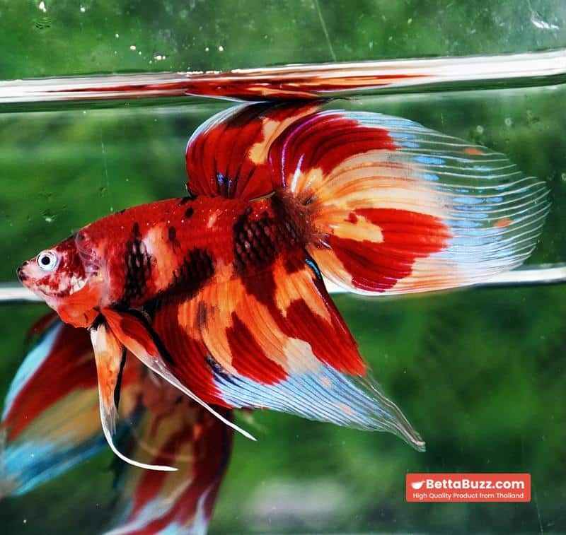 Betta fish Blaze Burn Nemo (VT) - Image 3