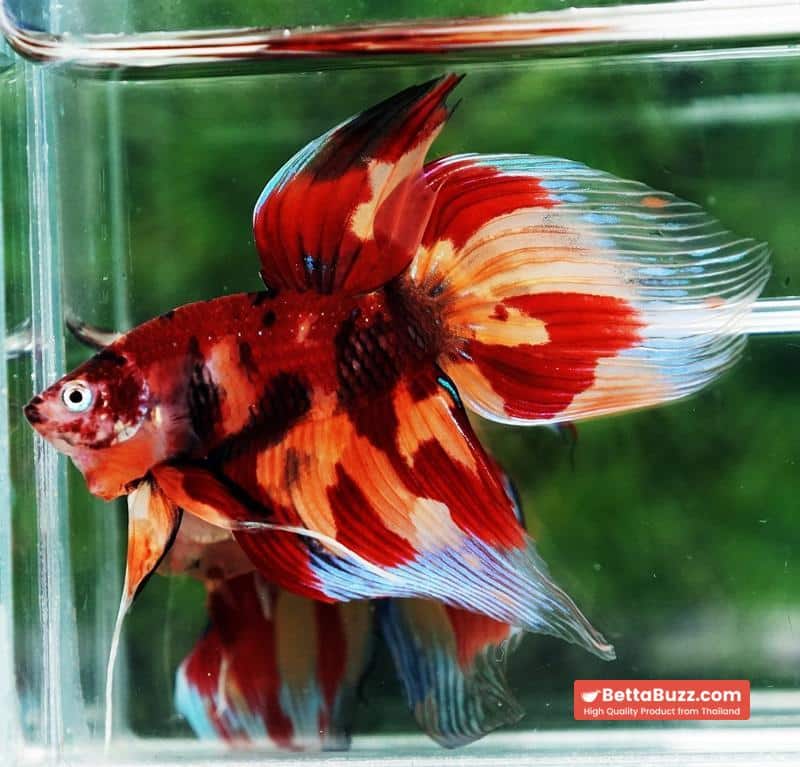 Betta fish Blaze Burn Nemo (VT) - Image 5