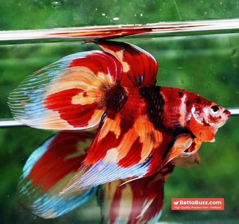 Betta fish Blaze Burn Nemo (VT) - Image 6