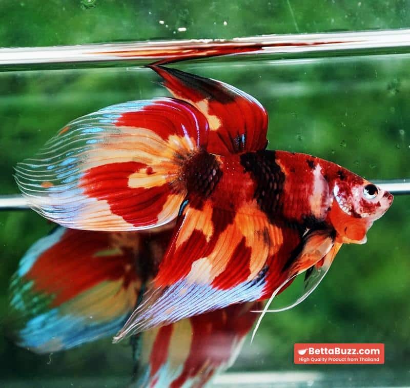 Betta fish Blaze Burn Nemo (VT) - Image 4