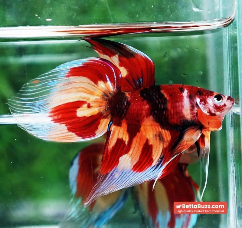 Betta fish Blaze Burn Nemo (VT) - Image 2