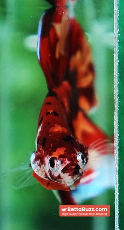 Betta fish Blaze Burn Nemo (VT) - Image 7