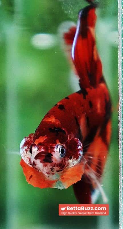 Betta fish Blaze Burn Nemo (VT) - Image 8