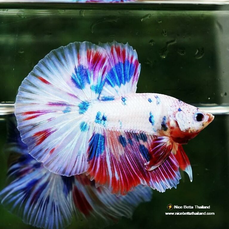 Betta fish Magical Pink Blue Marble HM