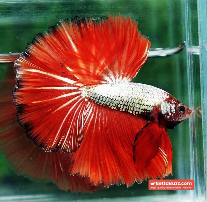Betta fish Silver On Fire Dragon Sky Hawk OHM - Image 3