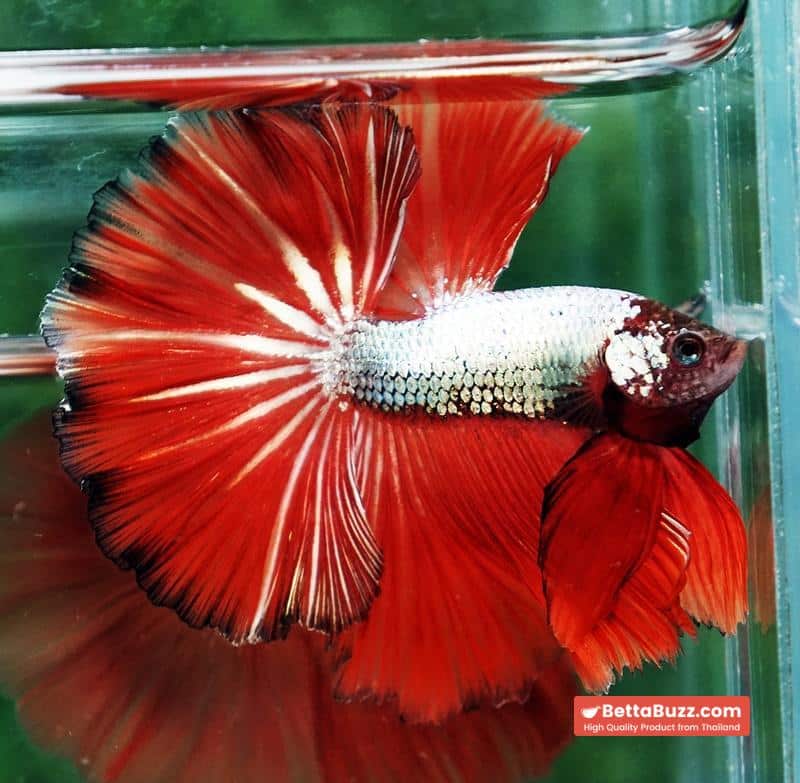 Betta fish Silver On Fire Dragon Sky Hawk OHM - Image 5