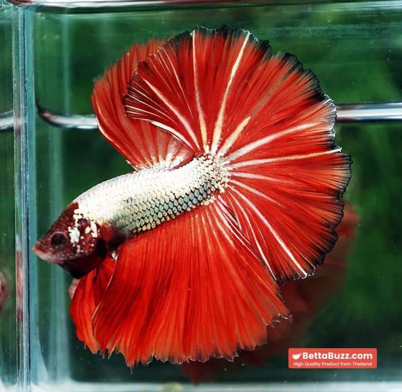Betta fish Silver On Fire Dragon Sky Hawk OHM - Image 6