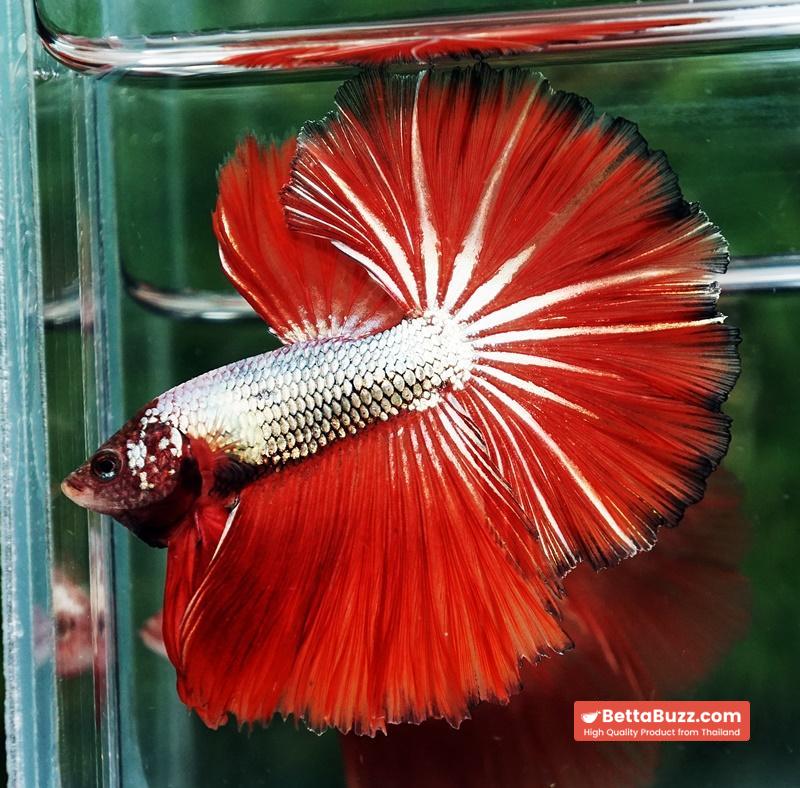 Betta fish Silver On Fire Dragon Sky Hawk OHM - Image 2