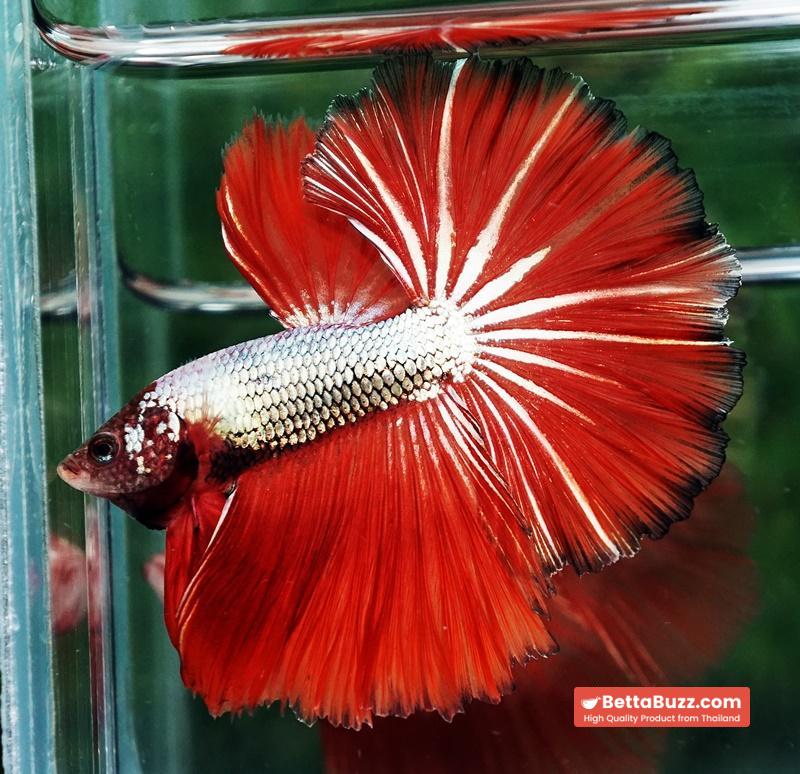 Betta fish Silver On Fire Dragon Sky Hawk OHM - Image 4