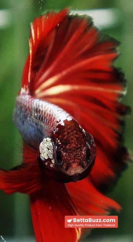 Betta fish Silver On Fire Dragon Sky Hawk OHM - Image 7