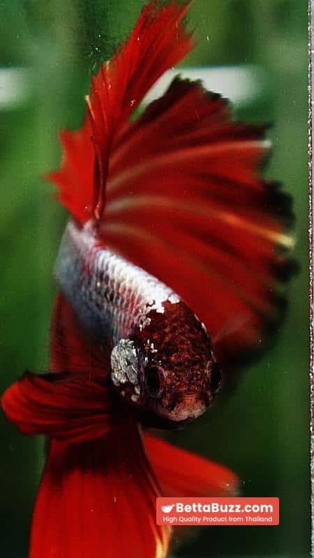 Betta fish Silver On Fire Dragon Sky Hawk OHM - Image 8
