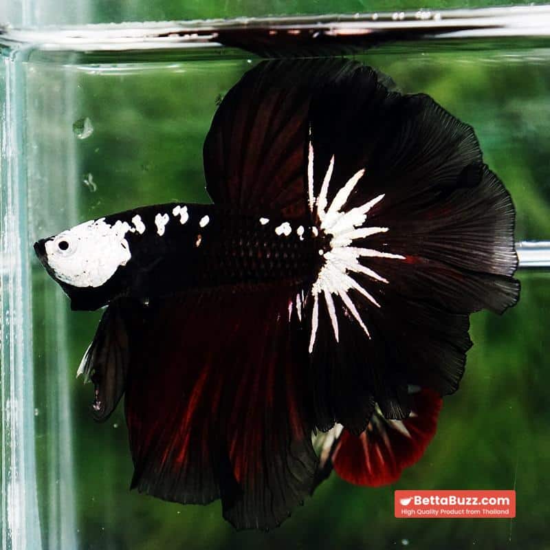 Betta fish Killer Shadow Vampire Samurai Rosetail OHM (Ultra Rare) - Image 7