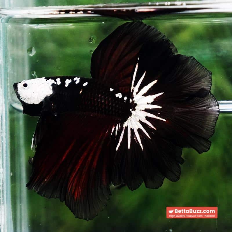 Betta fish Killer Shadow Vampire Samurai Rosetail OHM (Ultra Rare) - Image 2