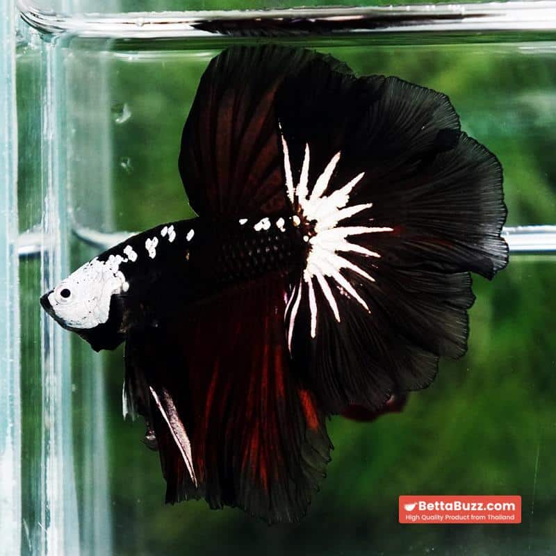 Betta fish Killer Shadow Vampire Samurai Rosetail OHM (Ultra Rare) - Image 4