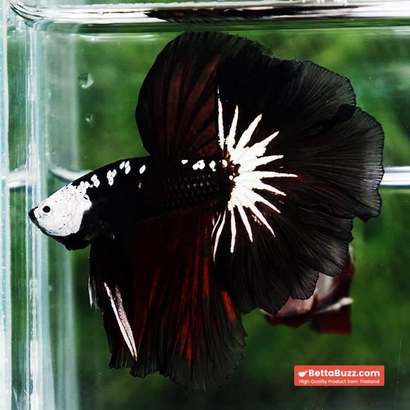 Betta fish Killer Shadow Vampire Samurai Rosetail OHM (Ultra Rare) - Image 6