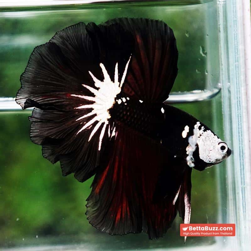 Betta fish Killer Shadow Vampire Samurai Rosetail OHM (Ultra Rare) - Image 3