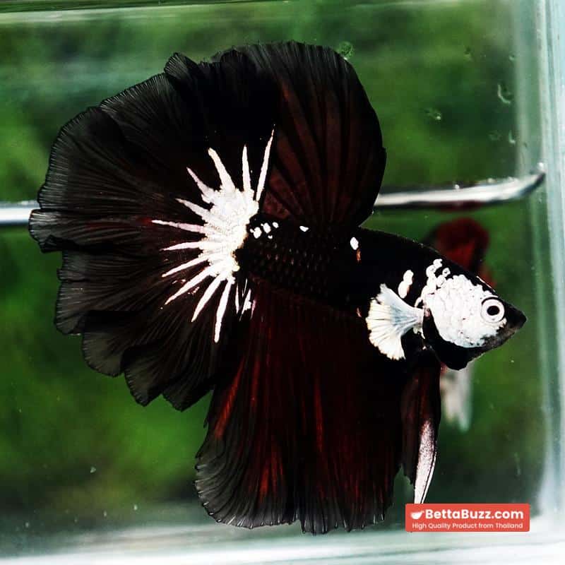 Betta fish Killer Shadow Vampire Samurai Rosetail OHM (Ultra Rare) - Image 5