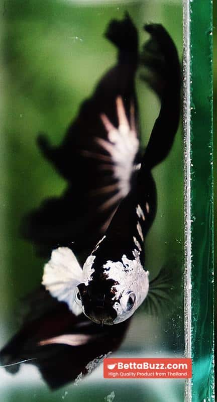 Betta fish Killer Shadow Vampire Samurai Rosetail OHM (Ultra Rare) - Image 8