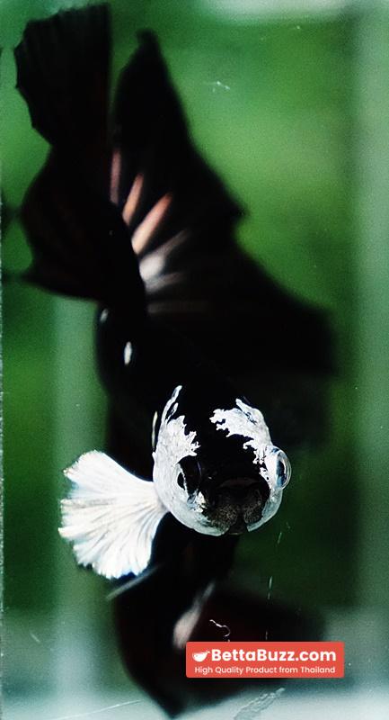 Betta fish Killer Shadow Vampire Samurai Rosetail OHM (Ultra Rare) - Image 9