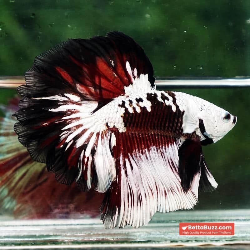 Betta fish Killer Shadow Vampire Black Star samurai Helmet Feathertail (Ultra Rare) OHM - Image 5