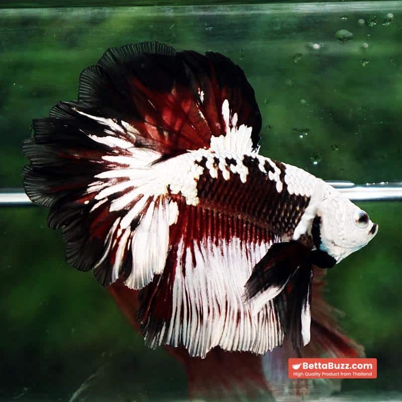 Betta fish Killer Shadow Vampire Black Star samurai Helmet Feathertail (Ultra Rare) OHM - Image 7