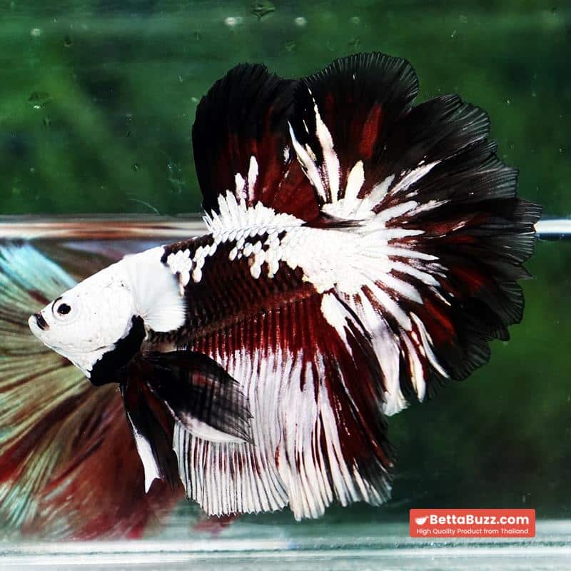 Betta fish Killer Shadow Vampire Black Star samurai Helmet Feathertail (Ultra Rare) OHM - Image 6
