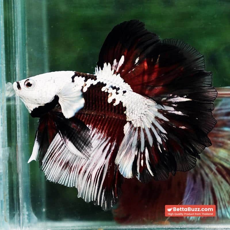Betta fish Killer Shadow Vampire Black Star samurai Helmet Feathertail (Ultra Rare) OHM - Image 4