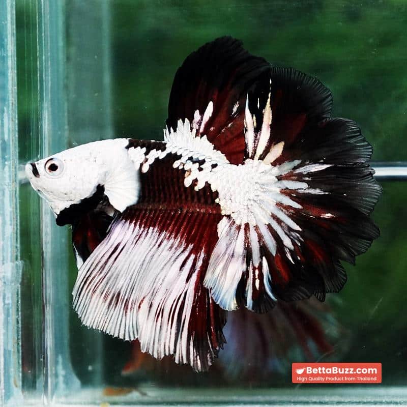 Betta fish Killer Shadow Vampire Black Star samurai Helmet Feathertail (Ultra Rare) OHM - Image 2