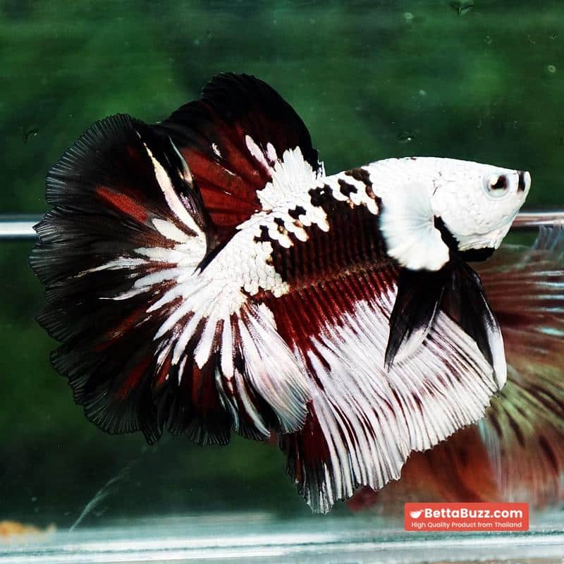Betta fish Killer Shadow Vampire Black Star samurai Helmet Feathertail (Ultra Rare) OHM - Image 3
