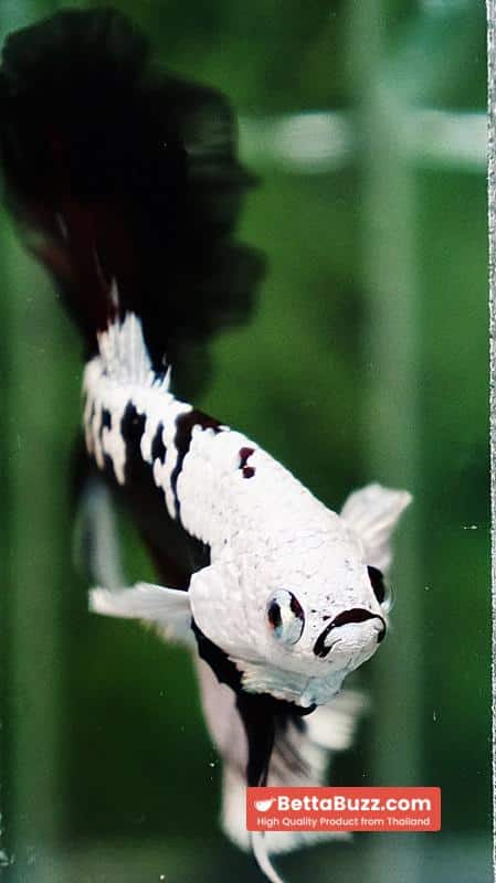 Betta fish Killer Shadow Vampire Black Star samurai Helmet Feathertail (Ultra Rare) OHM - Image 8