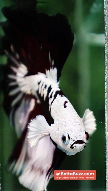 Betta fish Killer Shadow Vampire Black Star samurai Helmet Feathertail (Ultra Rare) OHM - Image 9