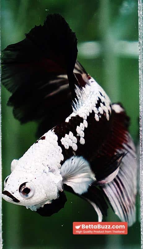 Betta fish Killer Shadow Vampire Black Star samurai Helmet Feathertail (Ultra Rare) OHM - Image 10