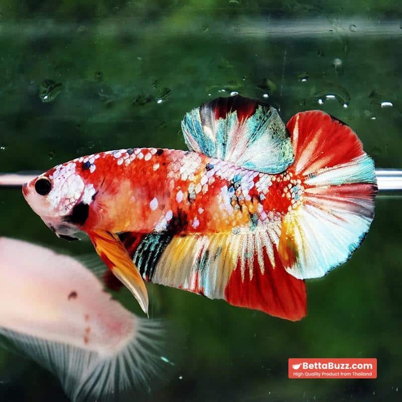 Betta fish Candy Nemo Koi Galaxy Yellow base HMPK - Image 4