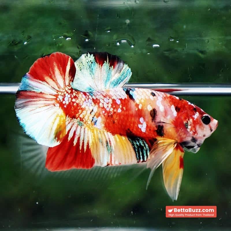 Betta fish Candy Nemo Koi Galaxy Yellow base HMPK - Image 3