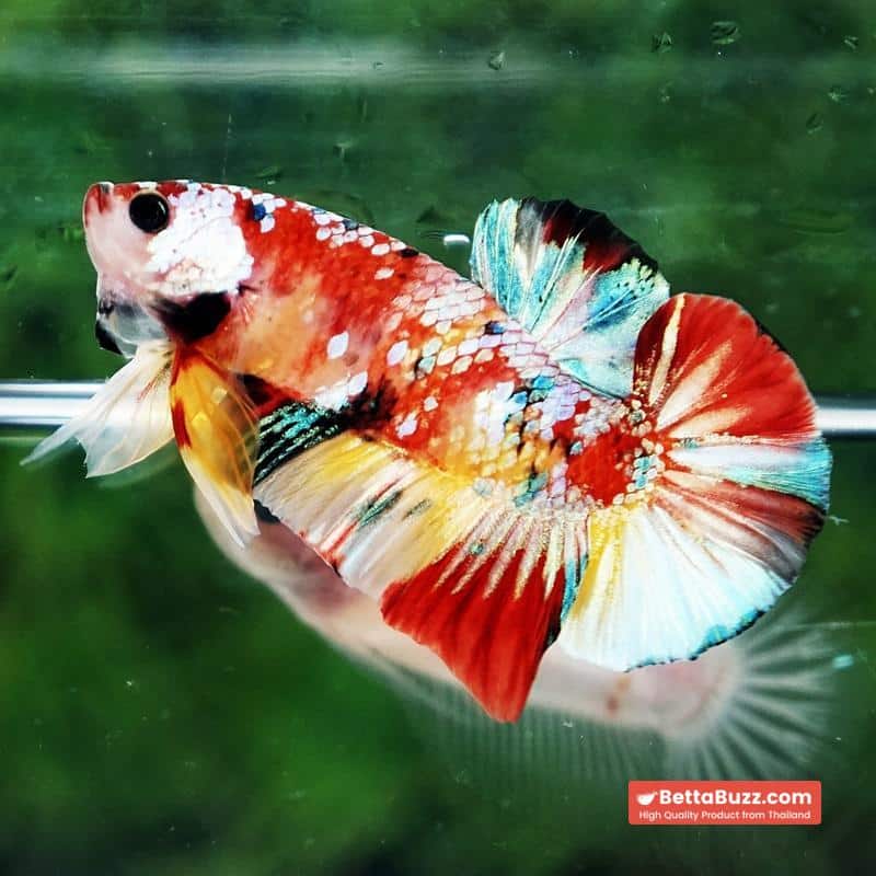 Betta fish Candy Nemo Koi Galaxy Yellow base HMPK - Image 6