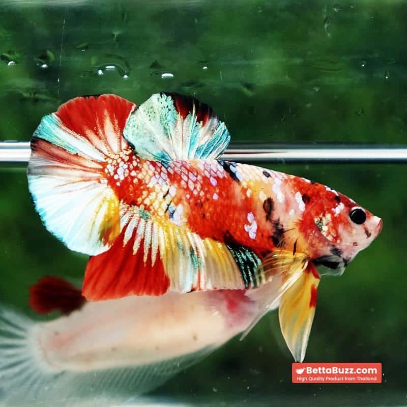 Betta fish Candy Nemo Koi Galaxy Yellow base HMPK - Image 5