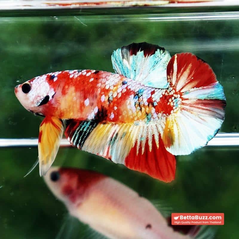 Betta fish Candy Nemo Koi Galaxy Yellow base HMPK - Image 2