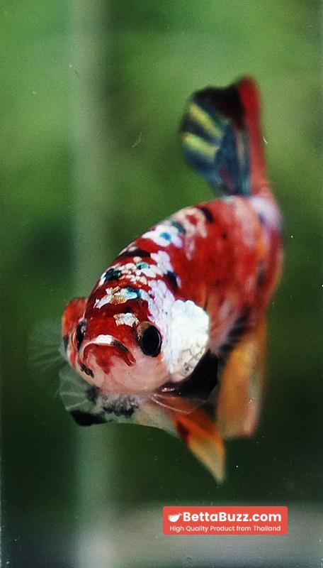 Betta fish Candy Nemo Koi Galaxy Yellow base HMPK - Image 7