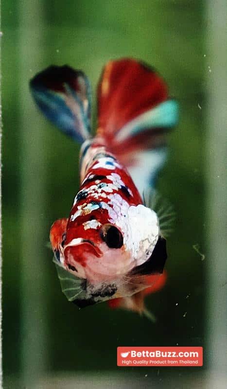 Betta fish Candy Nemo Koi Galaxy Yellow base HMPK - Image 8