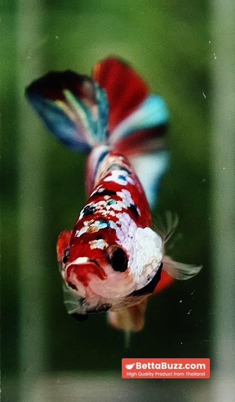 Betta fish Candy Nemo Koi Galaxy Yellow base HMPK - Image 9