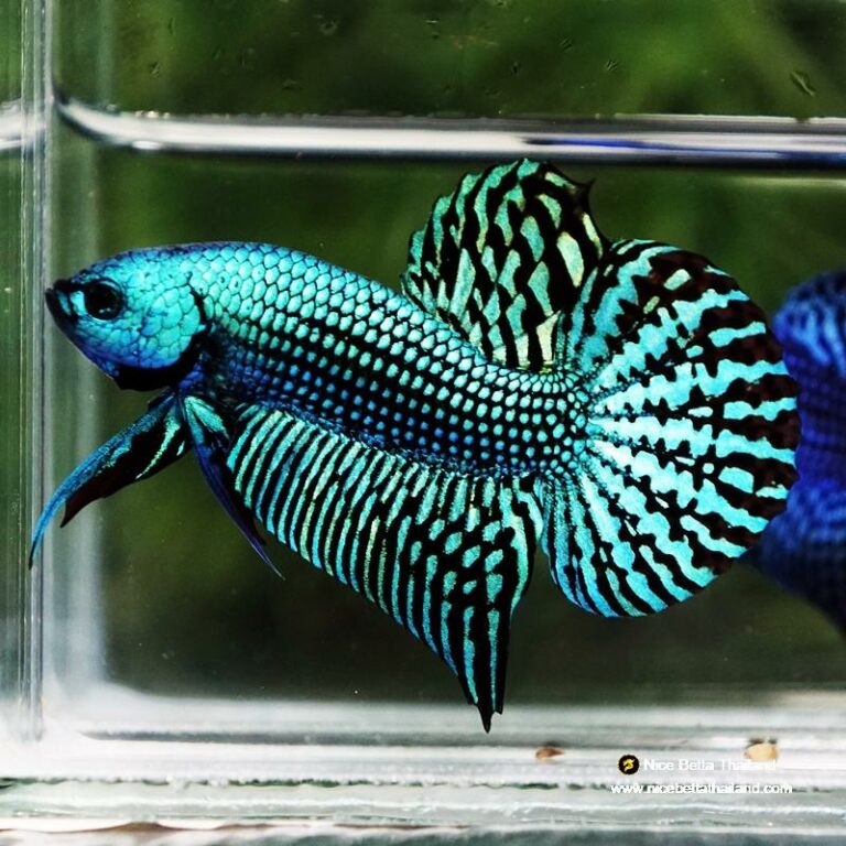 Wild Betta fish Hybrid Green Alien