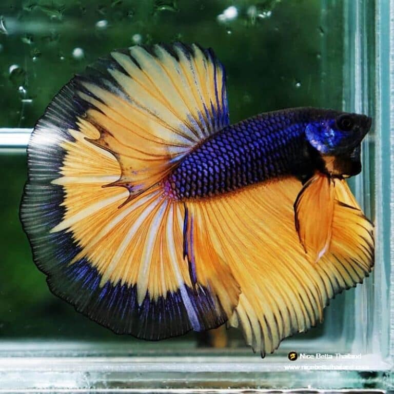 Betta fish Purple Mustard Gas Black Ring HM