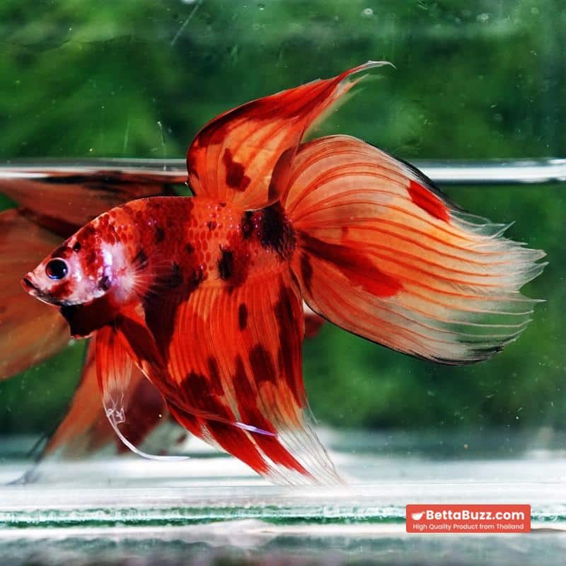 Betta fish Blaze Burn Fier VT - Image 5