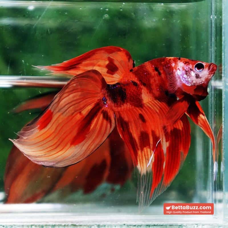 Betta fish Blaze Burn Fier VT - Image 6