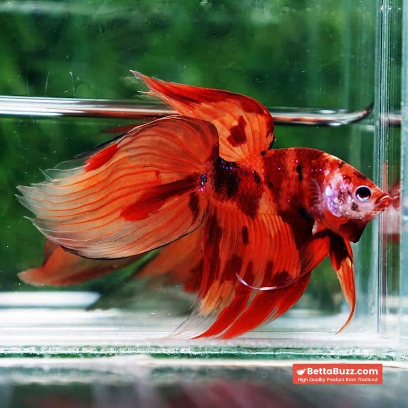 Betta fish Blaze Burn Fier VT - Image 2